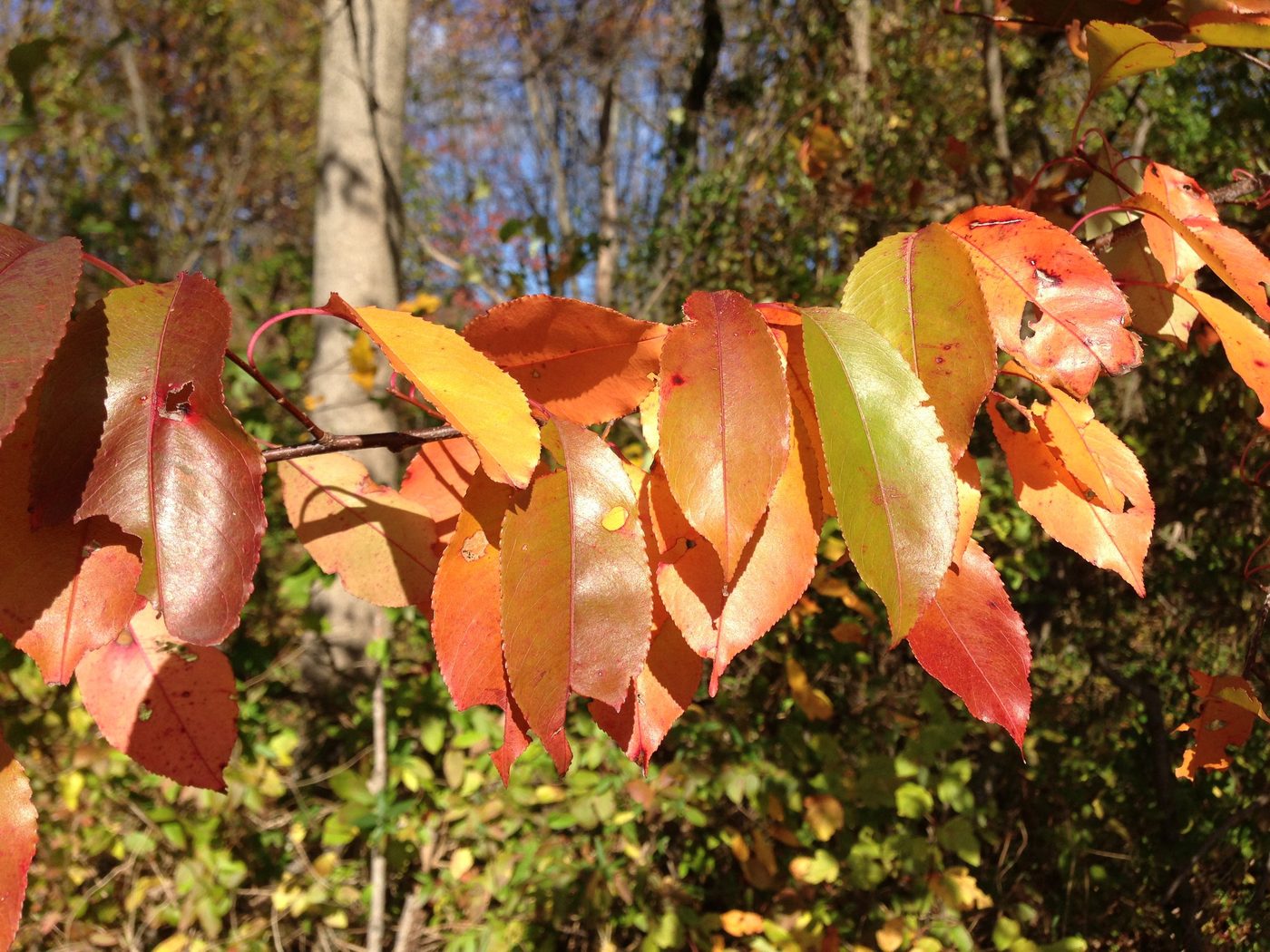 American Cherry Lumber: Colour Change, Grades and Premium Uses