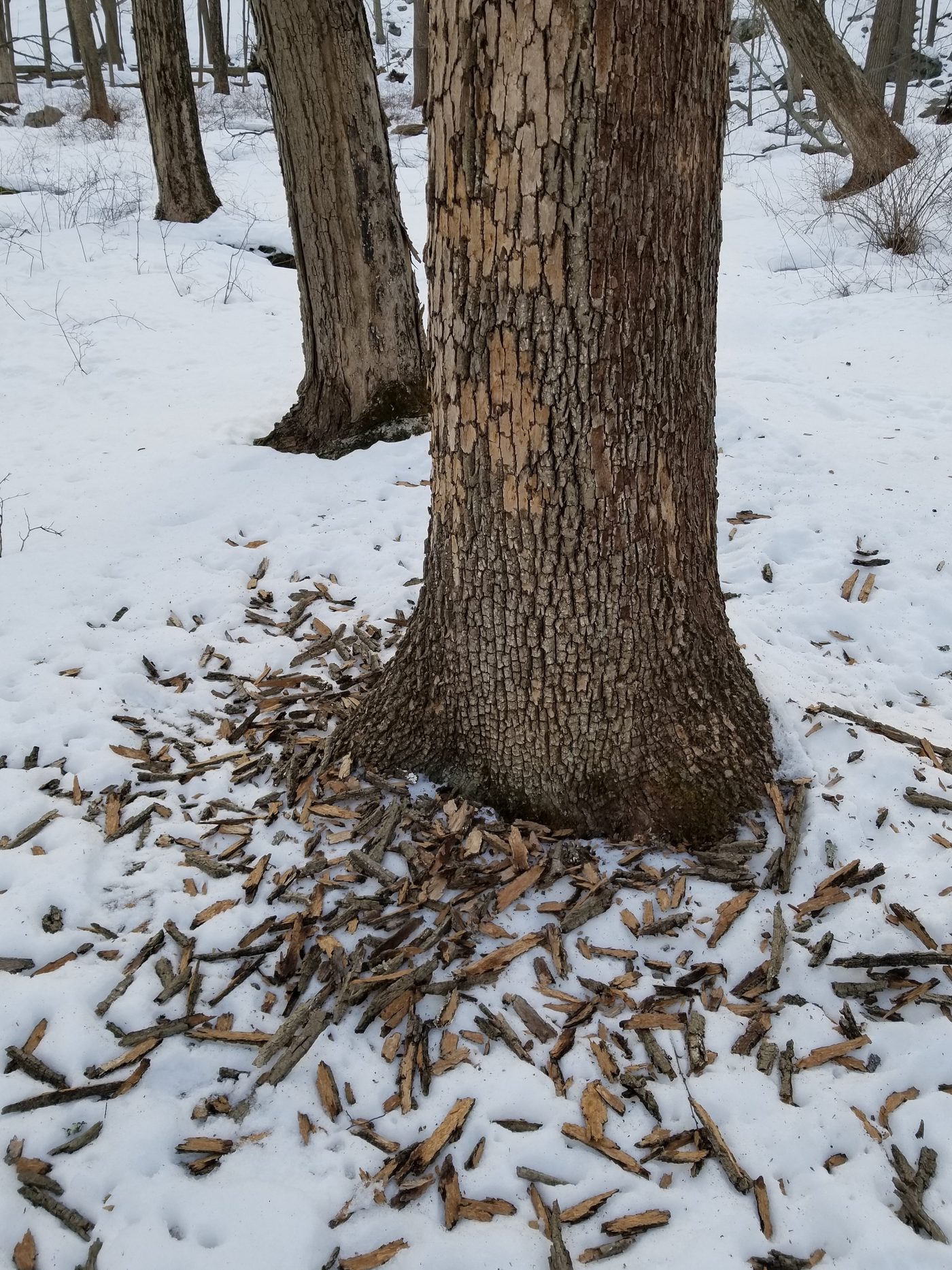 Ash Lumber Emerald Ash Borer Salvage: Milling Dead Ash Before It's Lost