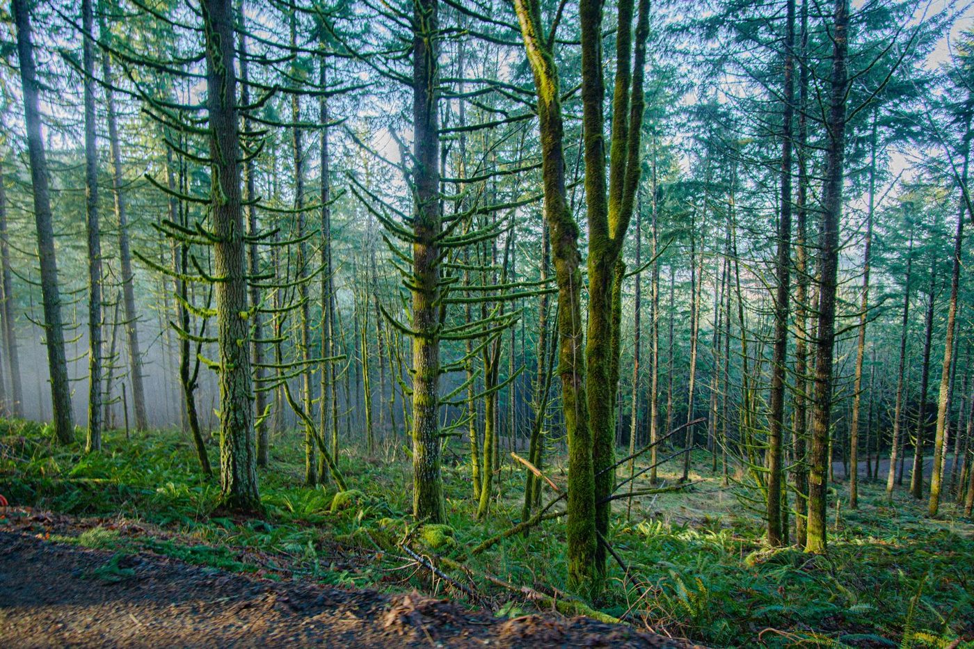 Douglas Fir Lumber: Strength, Grades and Why Builders Specify It