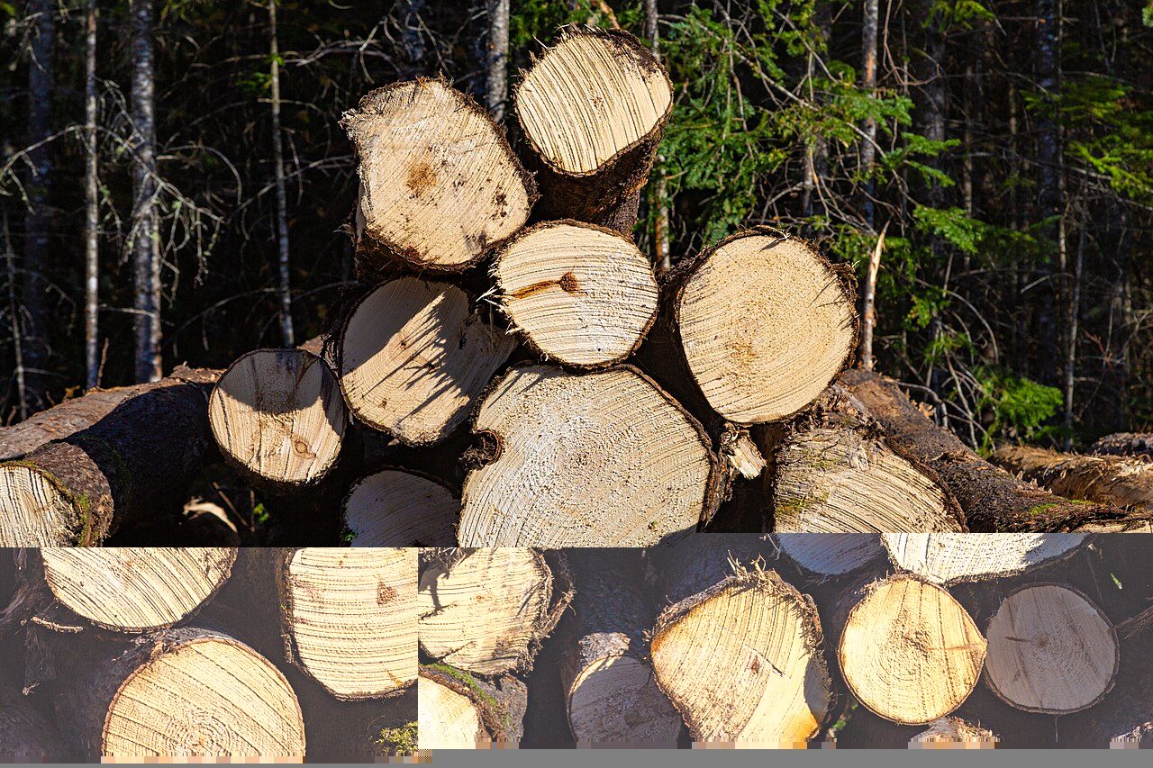 Forestry Industry in Maine: From First Sawmill to Working Forests