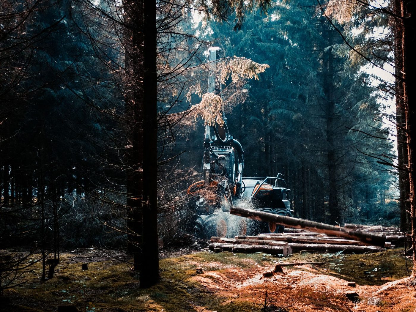Forestry Mulcher Buying Guide: Drum vs Disc, Carrier Size and Land-Clearing Work