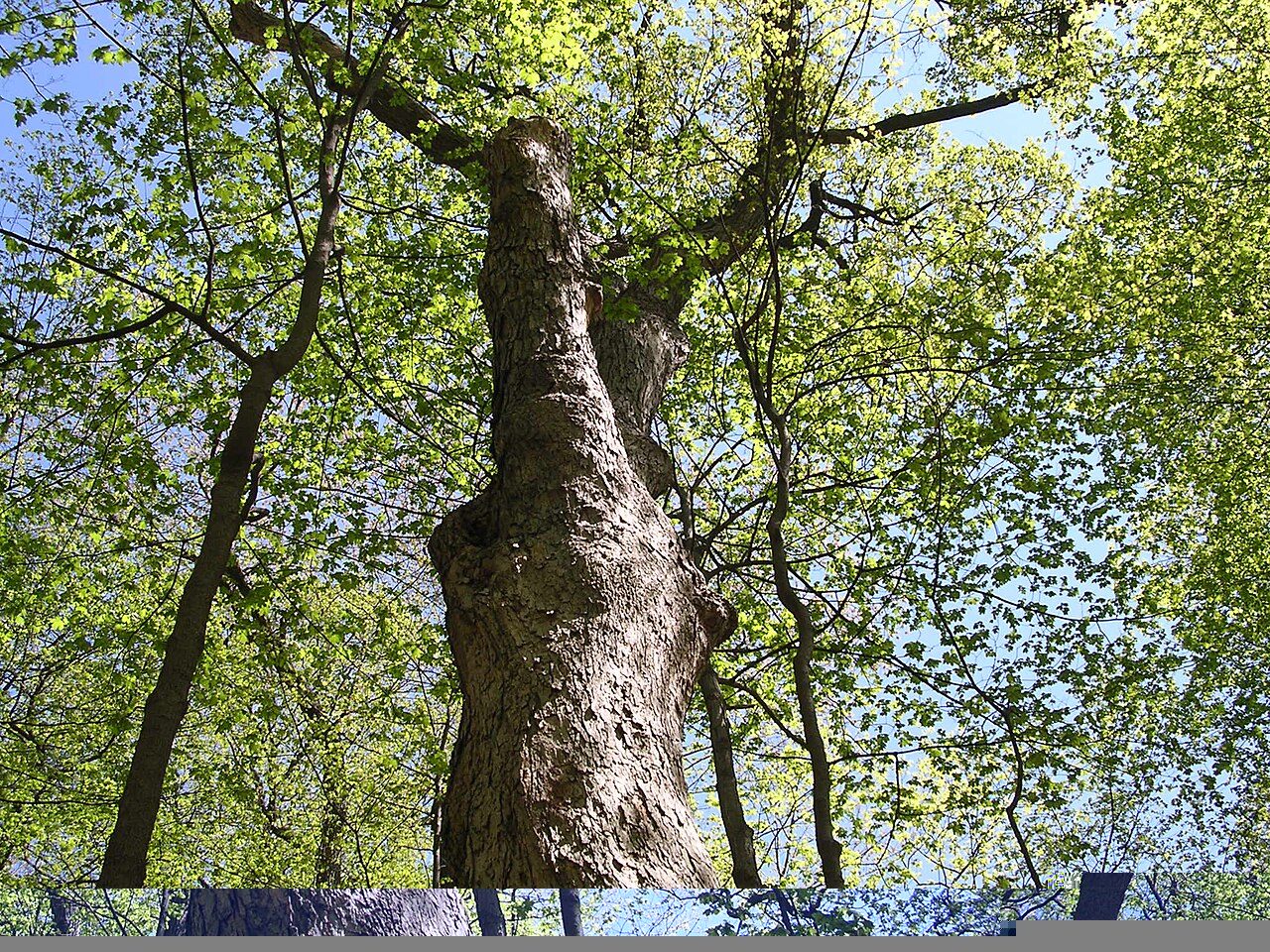 Hard Maple Lumber: Hardness, Figure, Grades and Uses