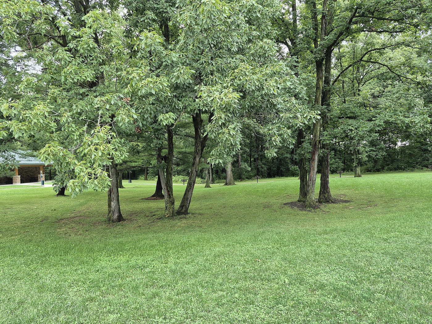 Hickory Lumber: The Toughest US Hardwood — Uses, Grades and Selling It