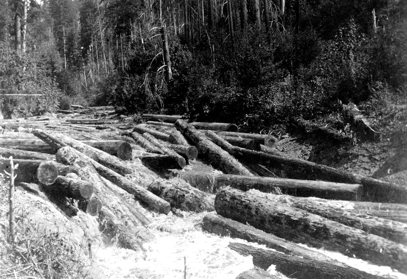 History of Log Drives: River Logging and Moving Timber by Water