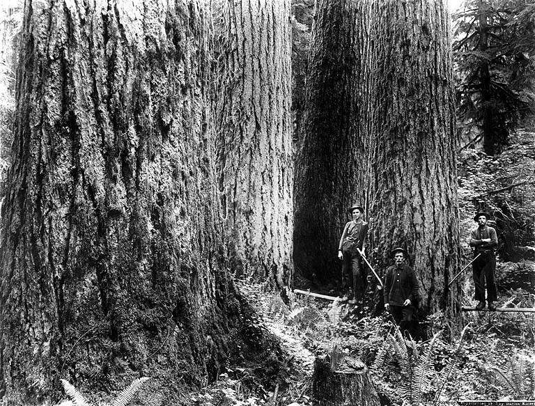 History of Logging in the Pacific Northwest: Boom, Railroads and Big Timber