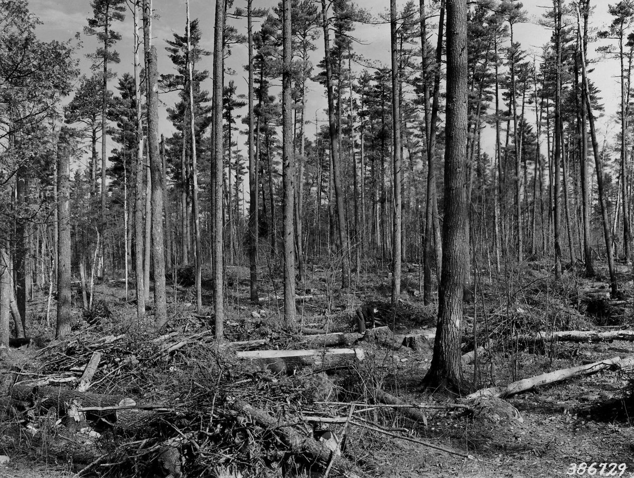 How to Sell Standing Timber: Valuation, Contracts and Finding Buyers