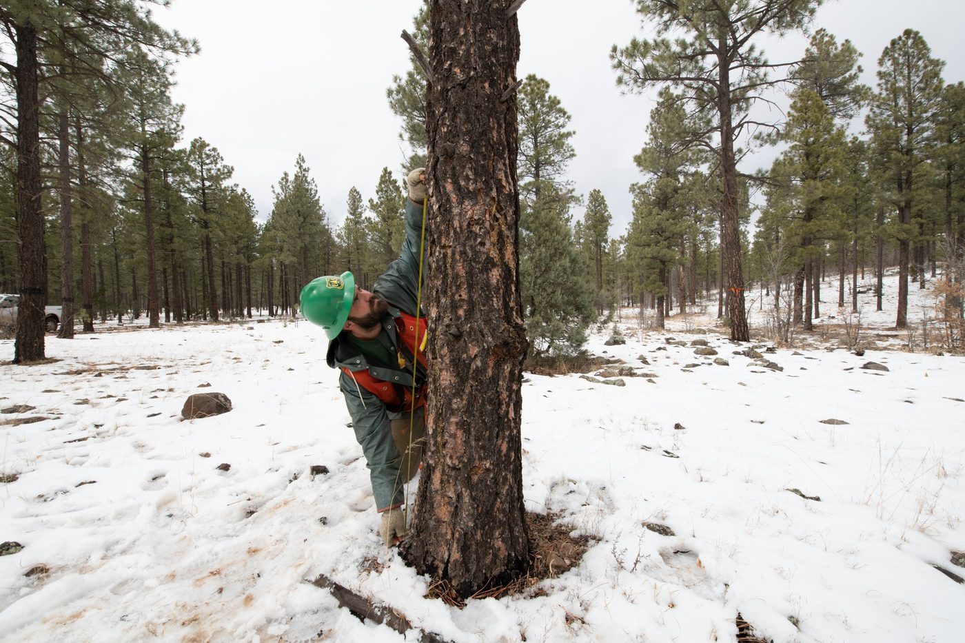 Log Scaling Guide: Doyle, Scribner and International Rules Compared