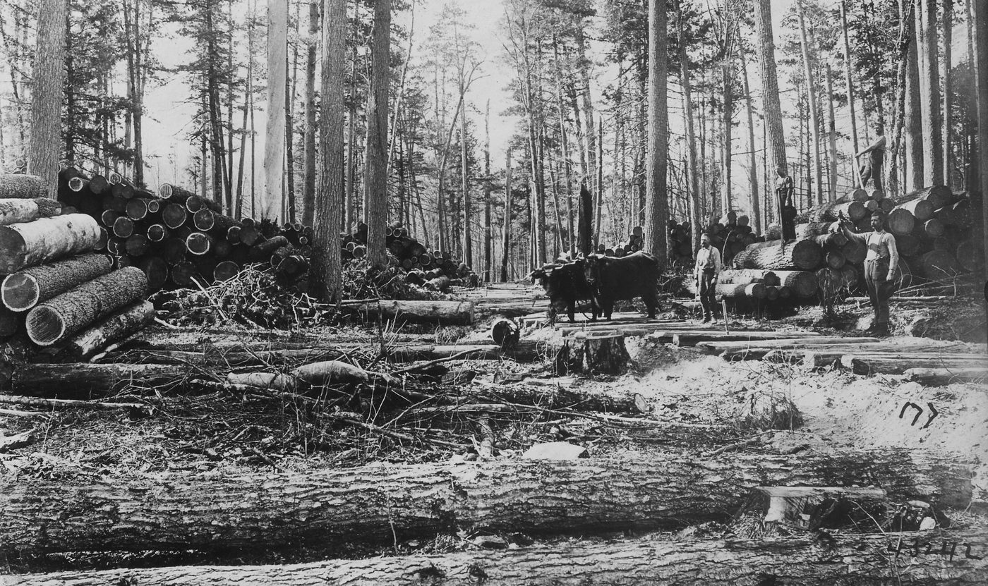 Lumber Industry in Michigan and the Great Lakes: White Pine Era to Today
