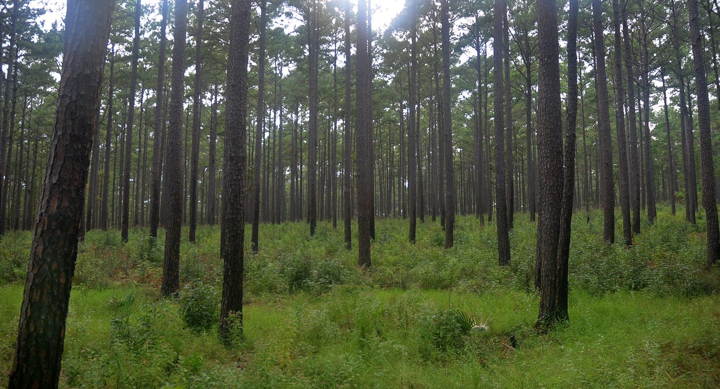 Lumber Industry in Texas: The Piney Woods and East Texas Mills