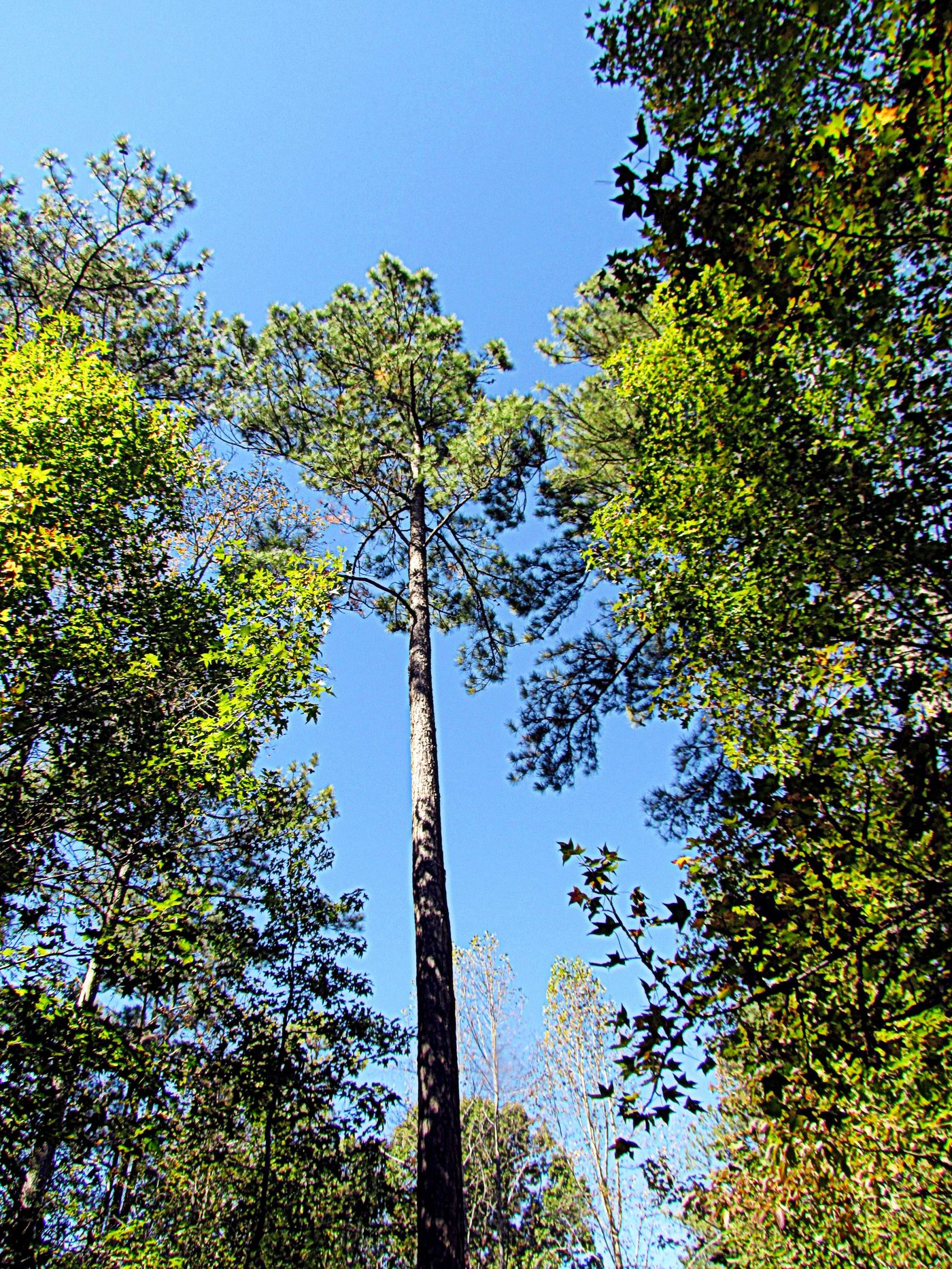 Southern Yellow Pine Lumber: Grades, Treatment and Markets