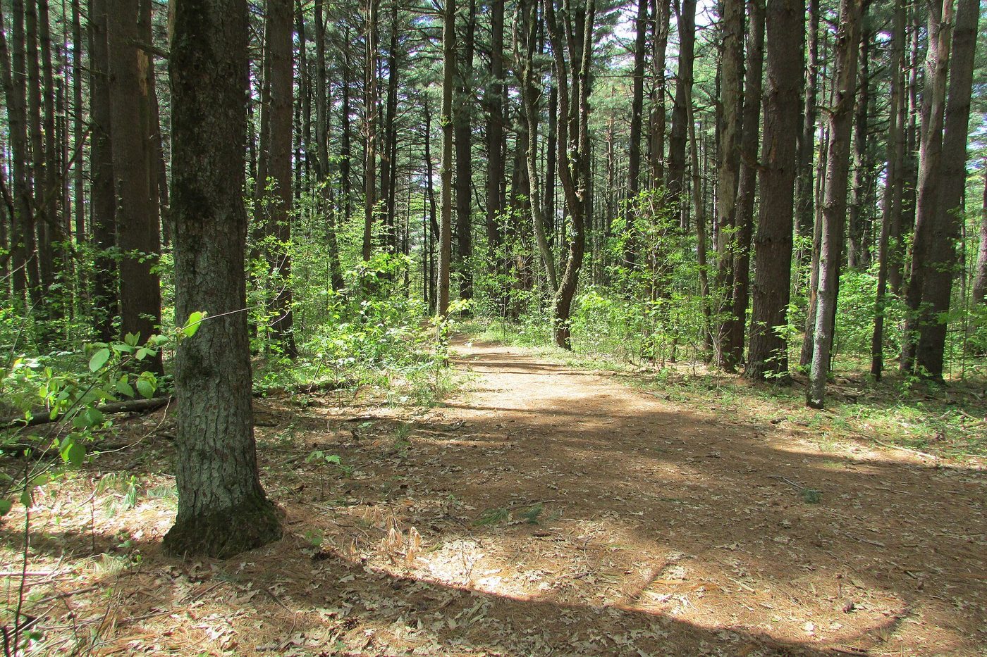 Timber Industry in the Southeast US: Pine Plantations and the Wood Basket
