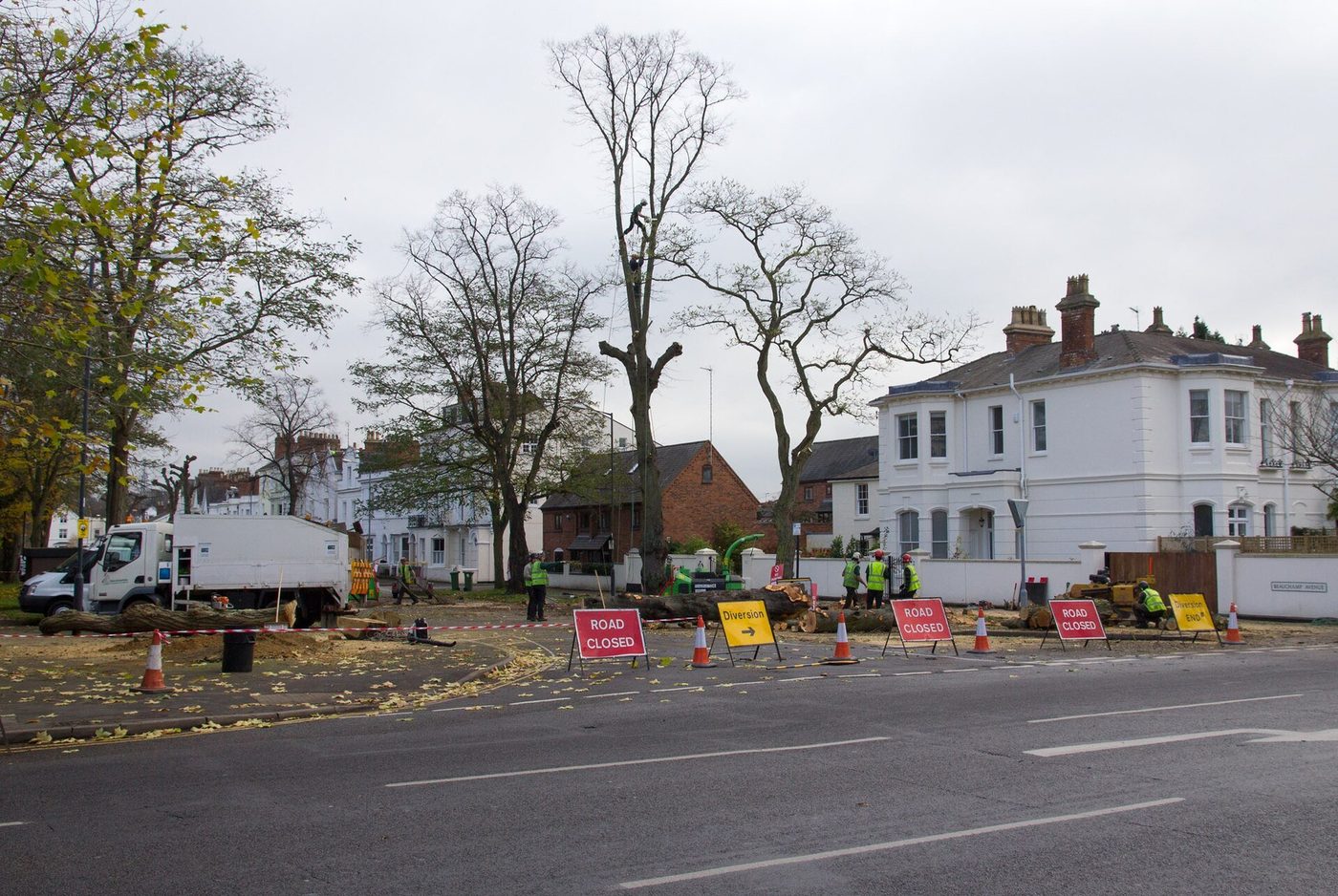 Urban Lumber Salvage: City Trees Into Saleable Boards