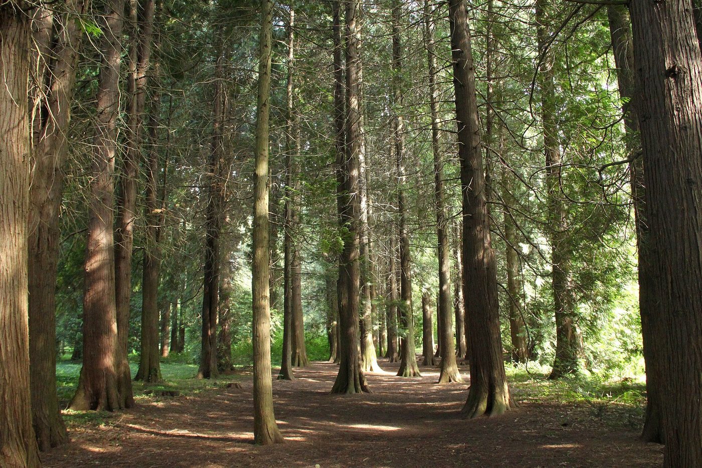 Western Red Cedar Lumber: Decay Resistance, Grades and Premium Markets