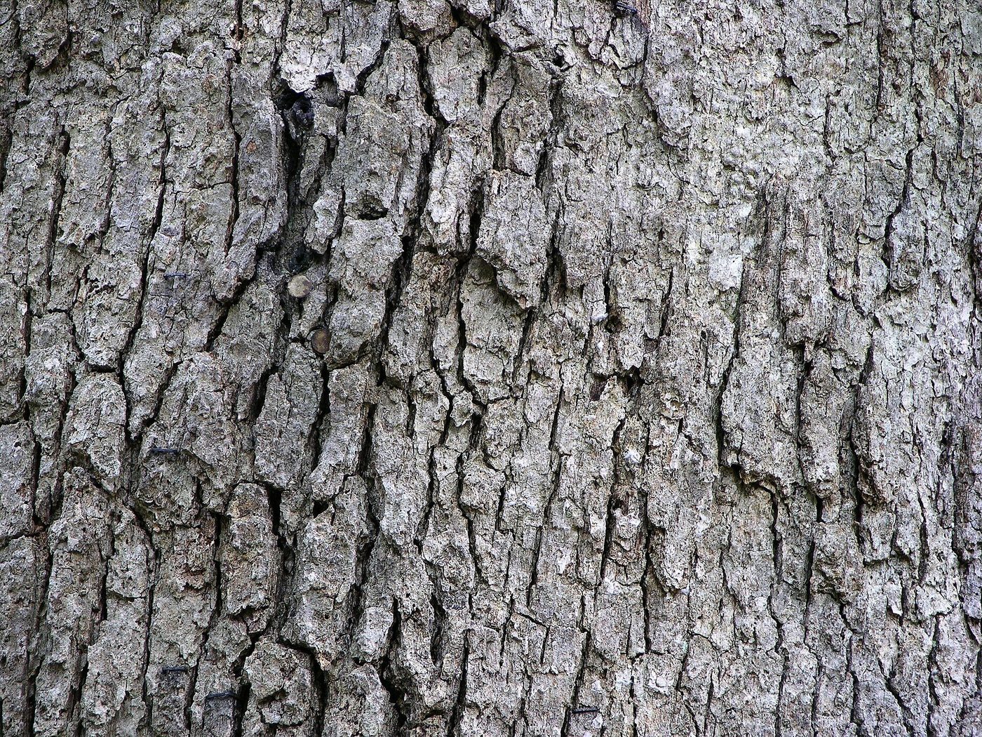 White Oak Lumber: Properties, Grades, Prices and Best Uses