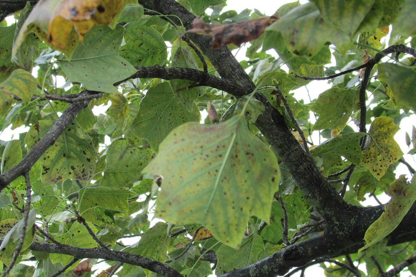 Yellow Poplar Lumber: Fast-Growing, Versatile and Underrated