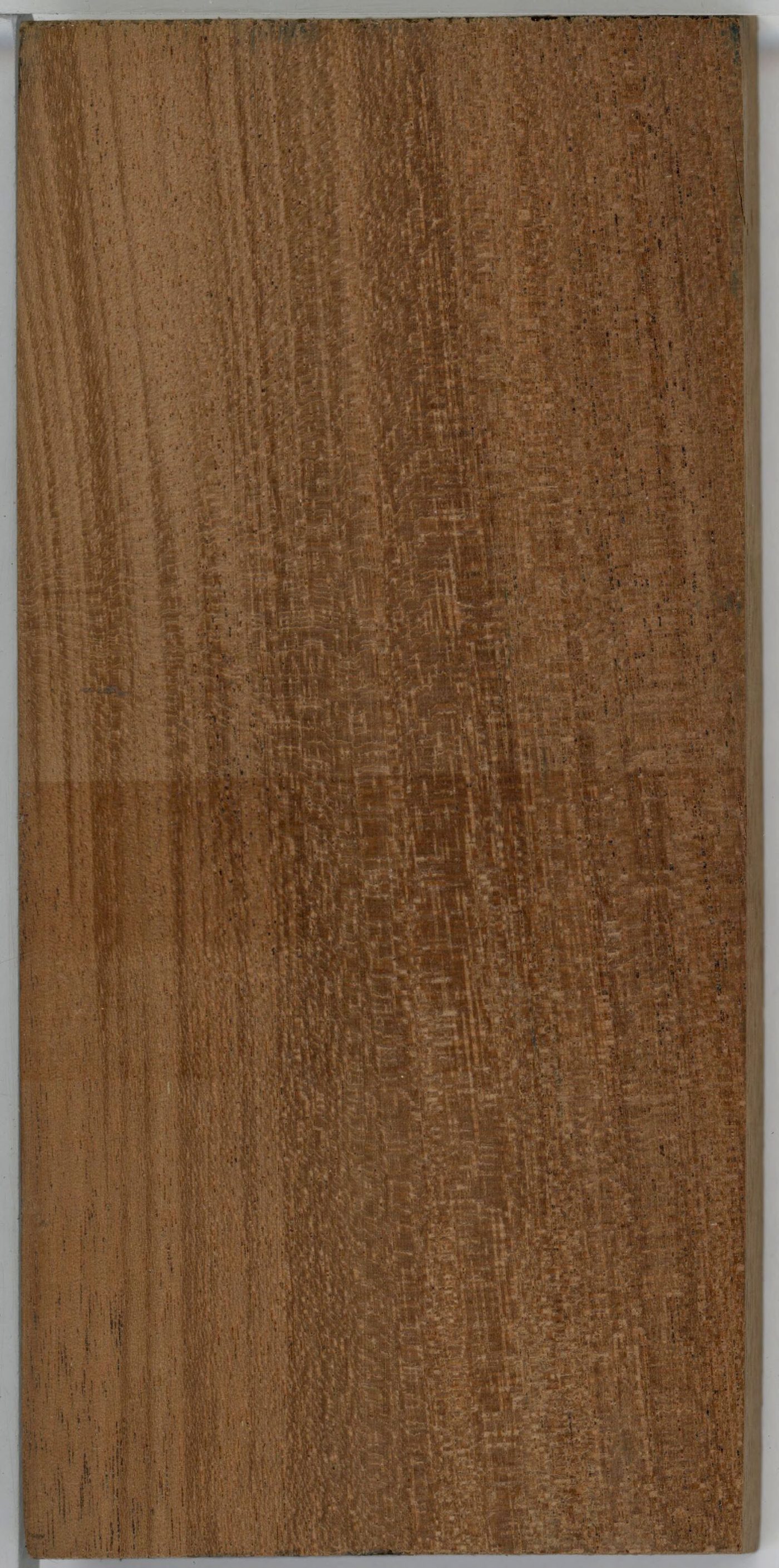African mahogany (Khaya spp.) wood and tree photograph
