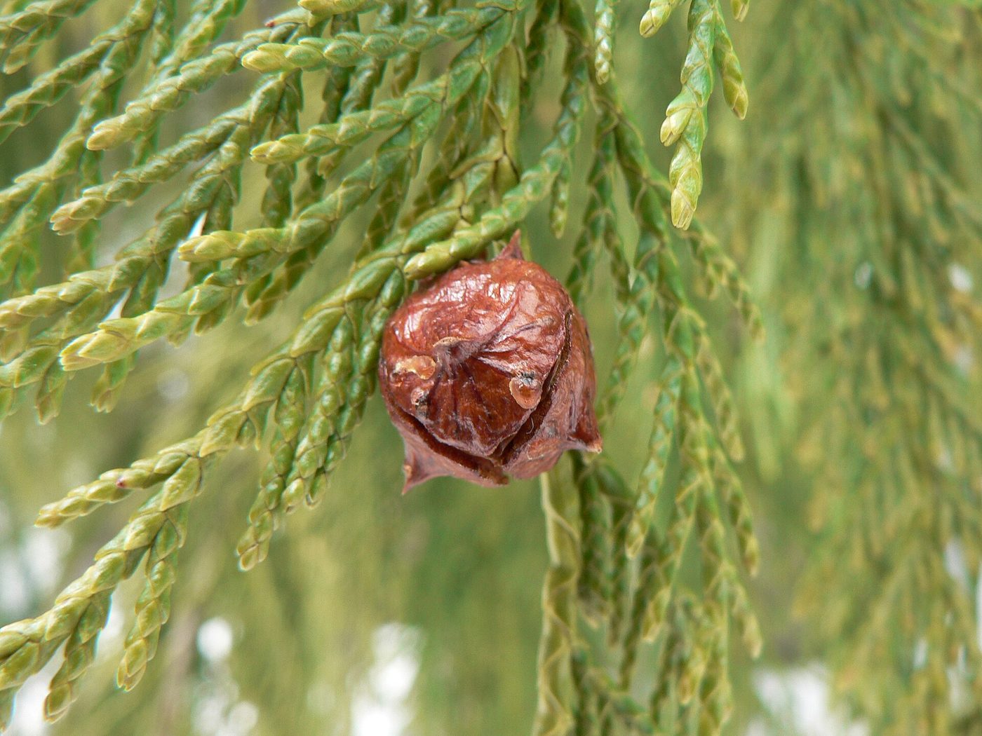 Alaska Yellow Cedar (Chamaecyparis nootkatensis (D. Don) Spach) wood and tree photograph