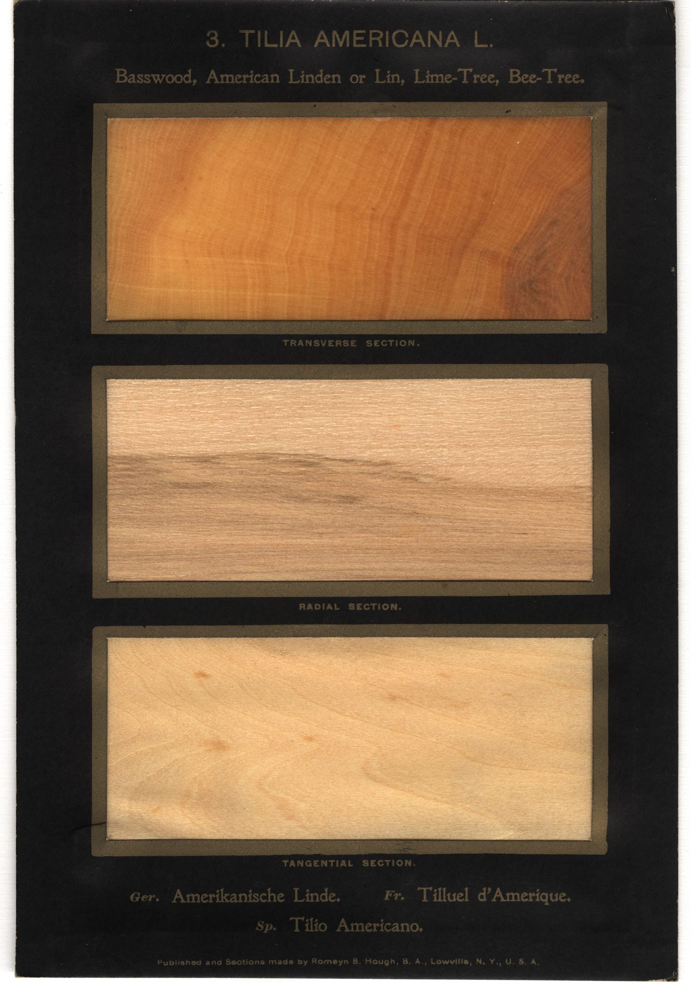 American Basswood (Tilia americana) wood and tree photograph