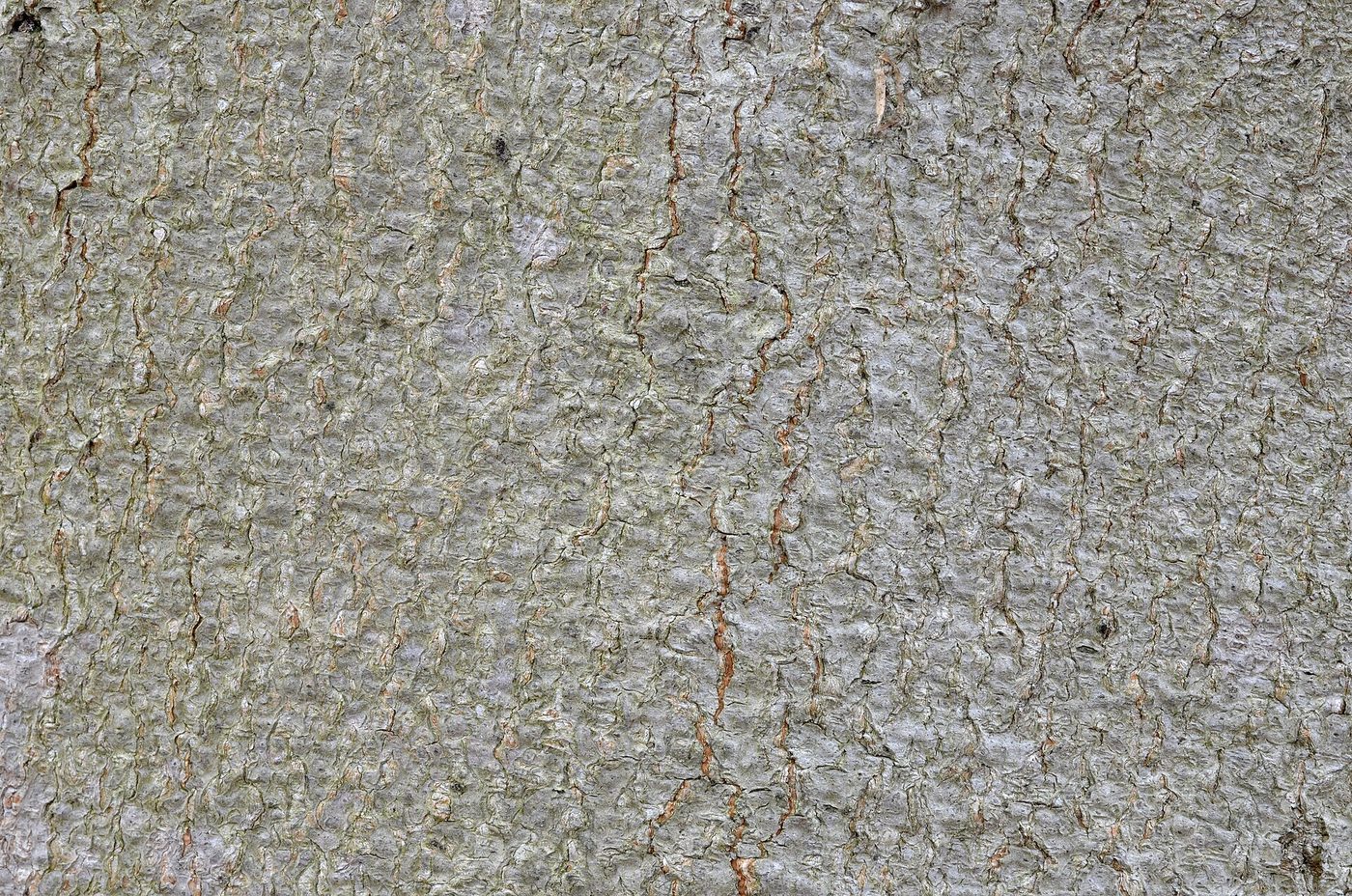 American Beech (Fagus grandifolia) wood and tree photograph