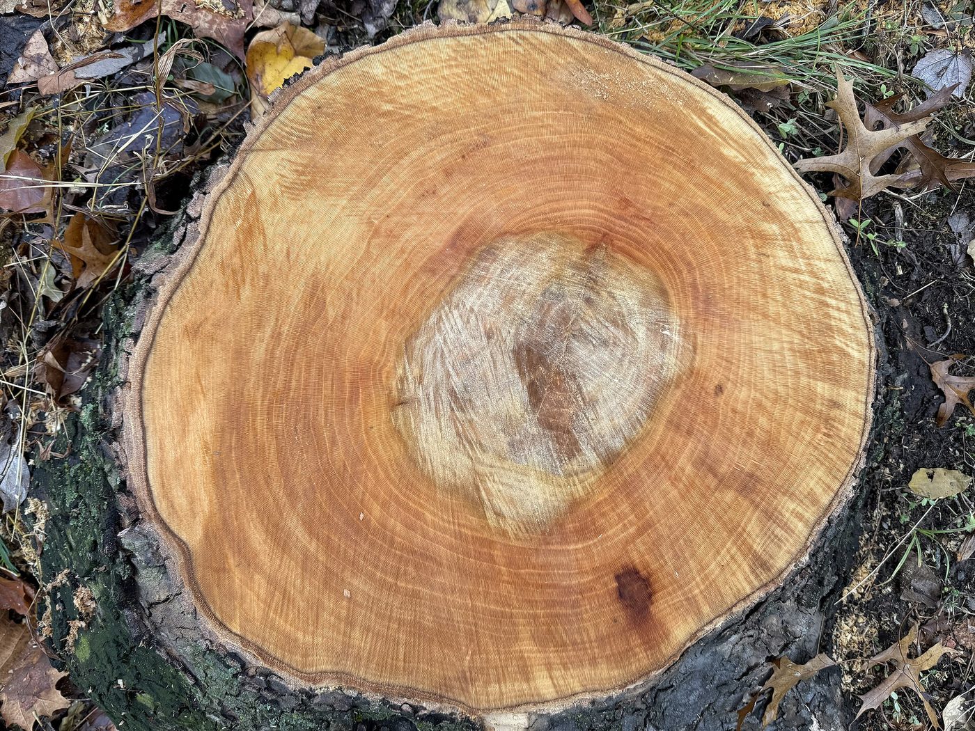 American Sycamore (Platanus occidentalis) wood and tree photograph