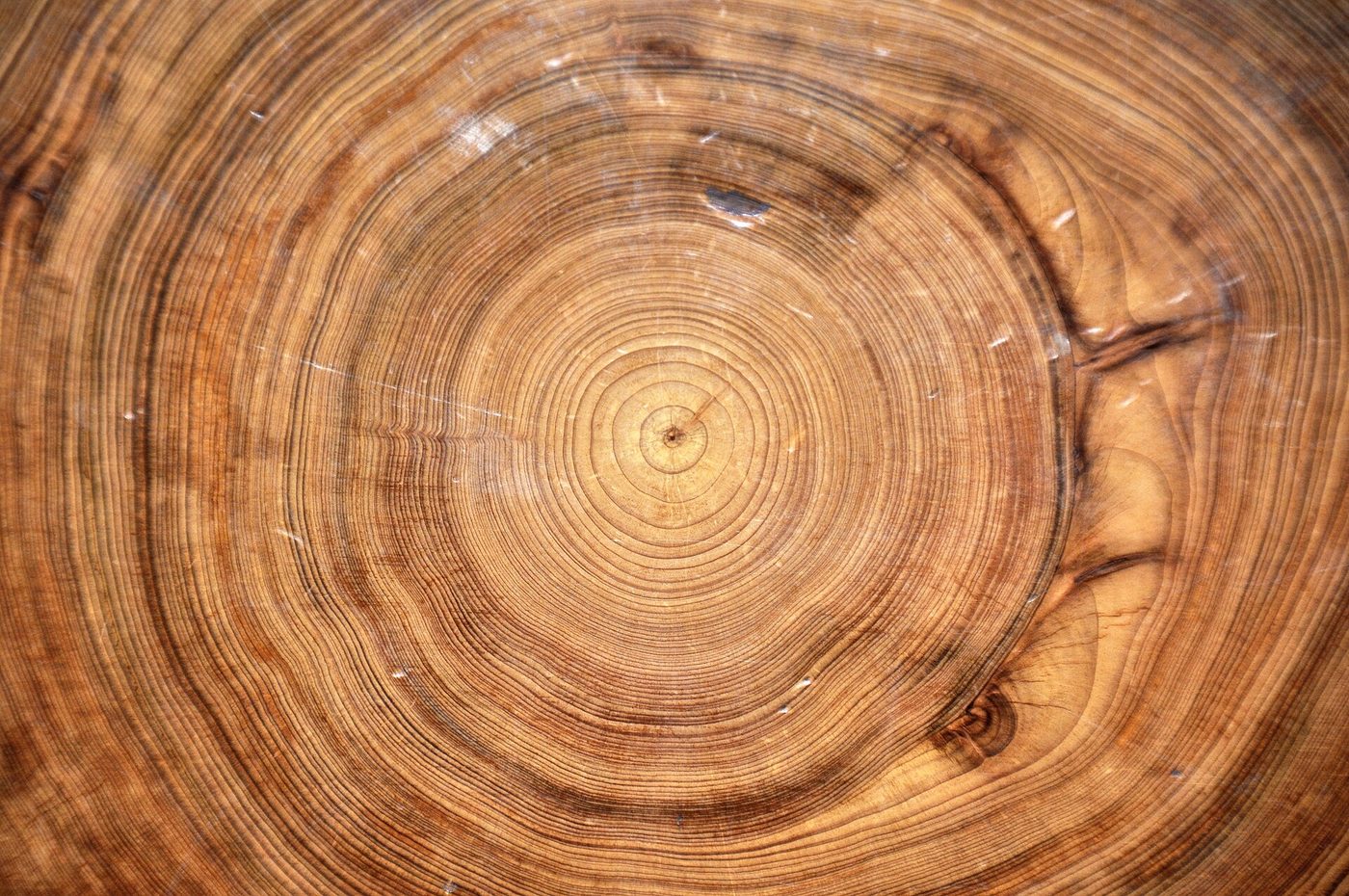 Baldcypress (Taxodium distichum (L.) Rich.) wood and tree photograph