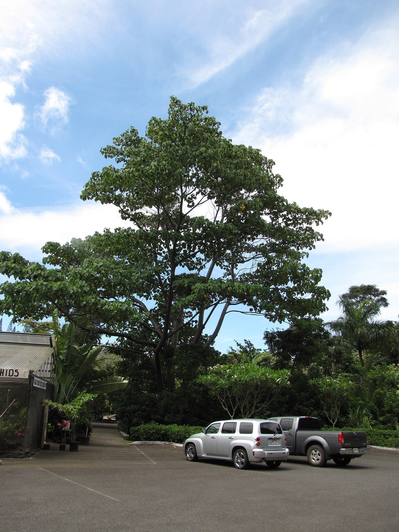 Balsa (Ochroma pyramidale) wood and tree photograph