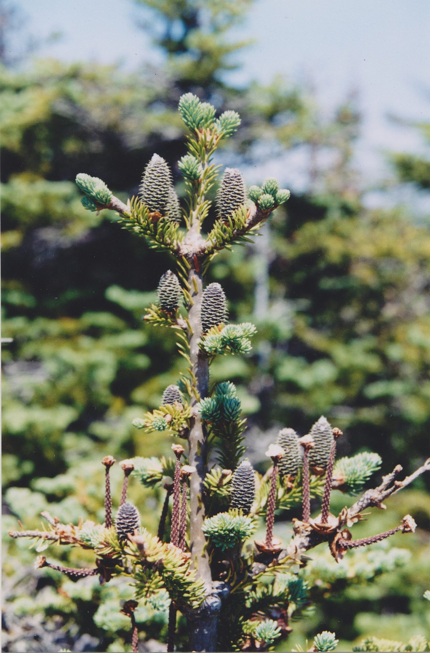 Balsam Fir (Abies balsamea (L.) Mill.) wood and tree photograph