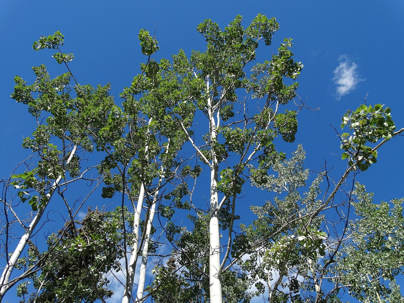 Balsam Poplar (Populus balsamifera) wood and tree photograph