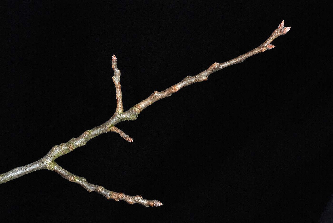 Bigtooth Aspen (Populus grandidentata) wood and tree photograph