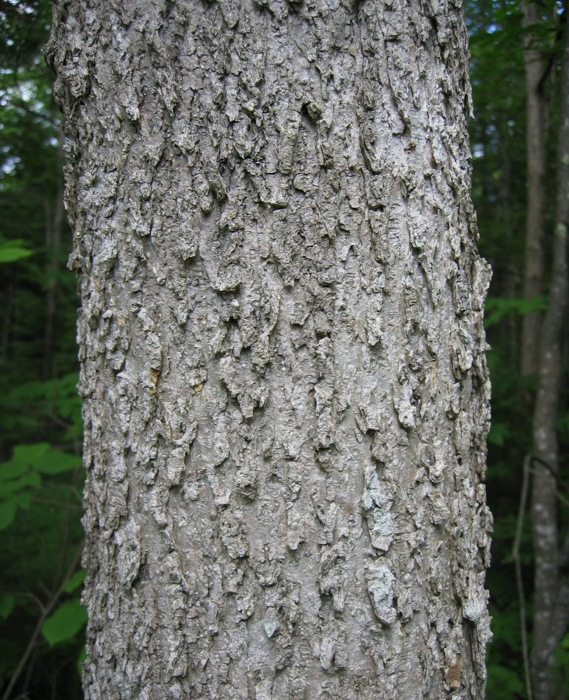 Black Ash (Fraxinus nigra) wood and tree photograph