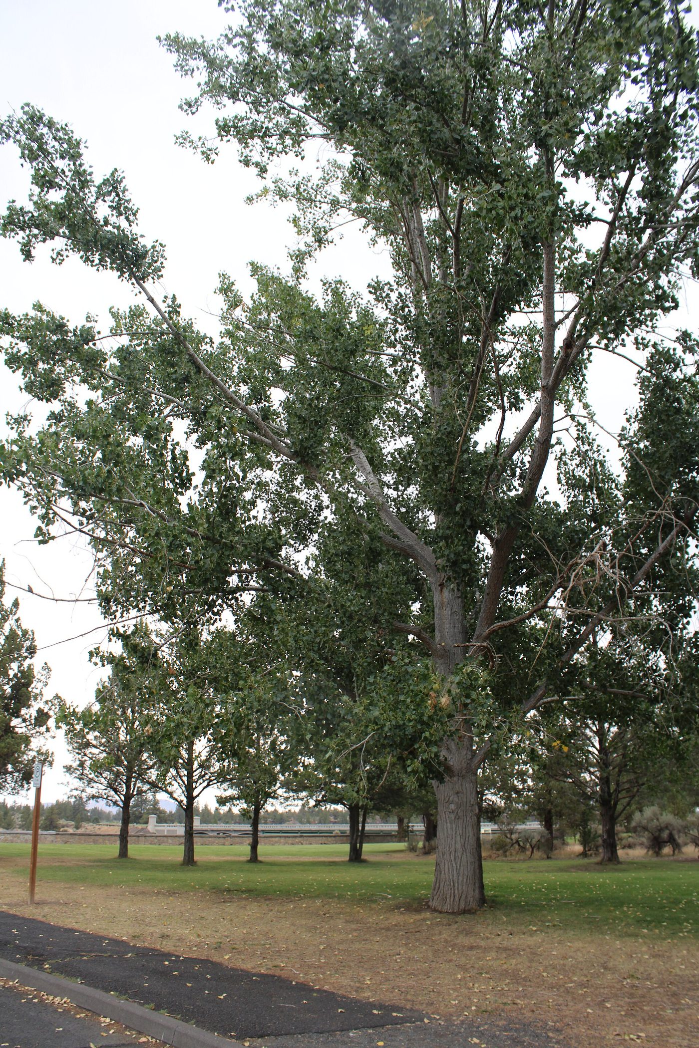 Black Cottonwood (Populus trichocarpa) wood and tree photograph