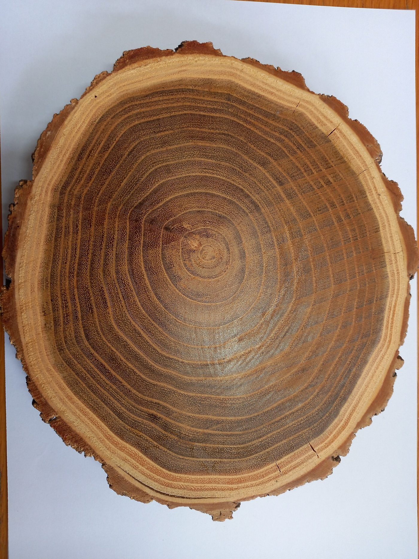 Black Locust (Robinia pseudoacacia) wood and tree photograph
