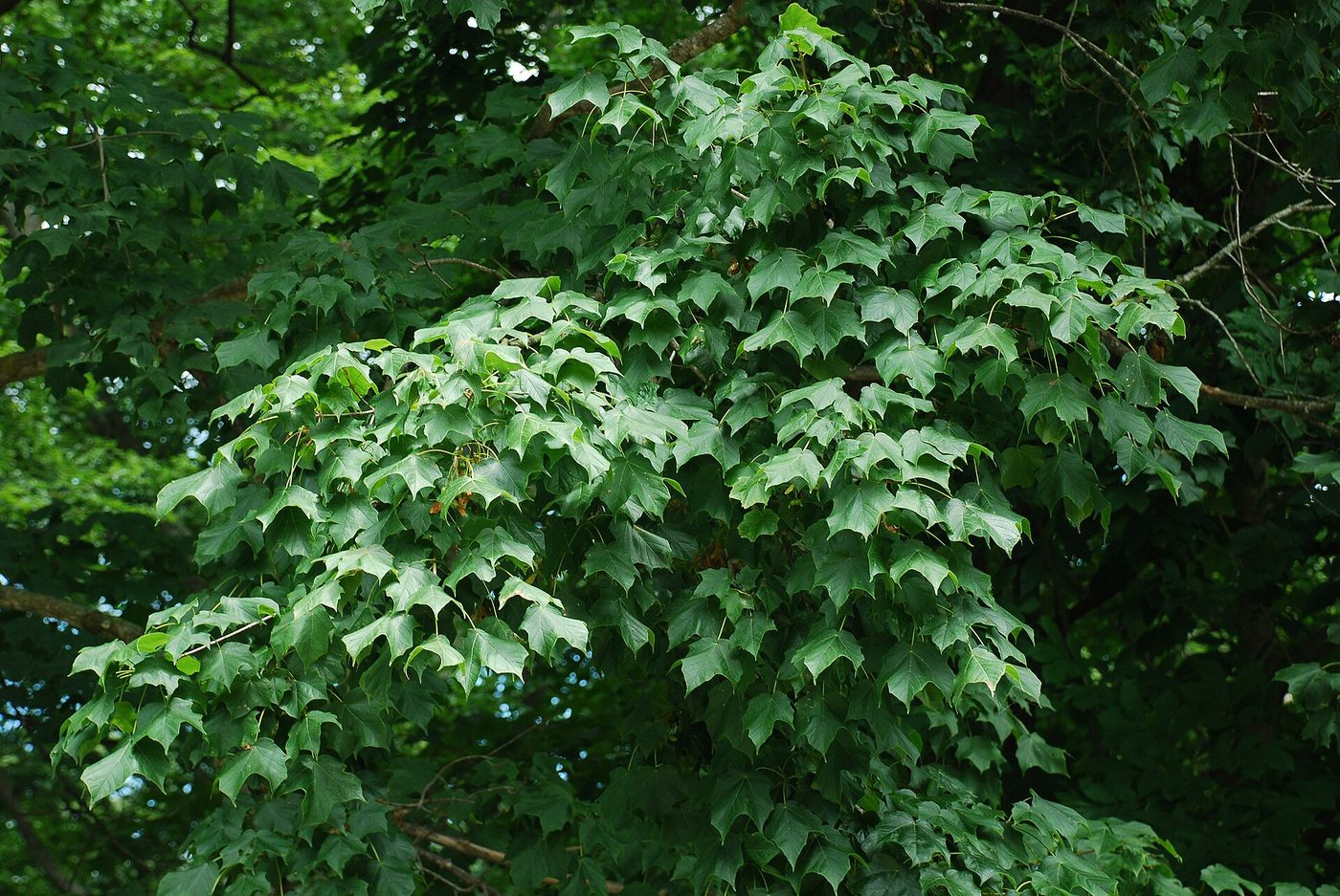 Black Maple (Acer nigrum) wood and tree photograph