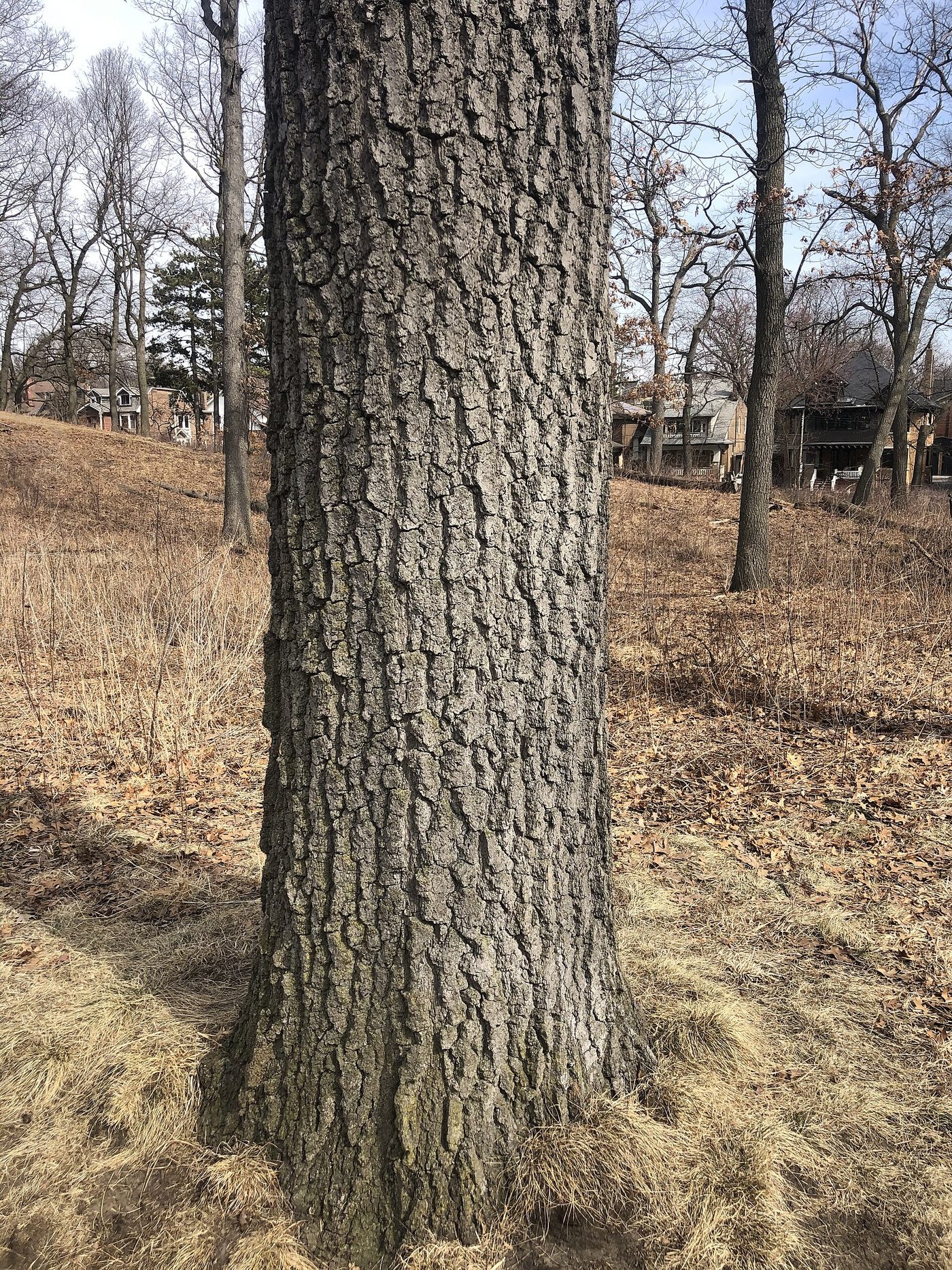 Black Oak (Quercus velutina) wood and tree photograph