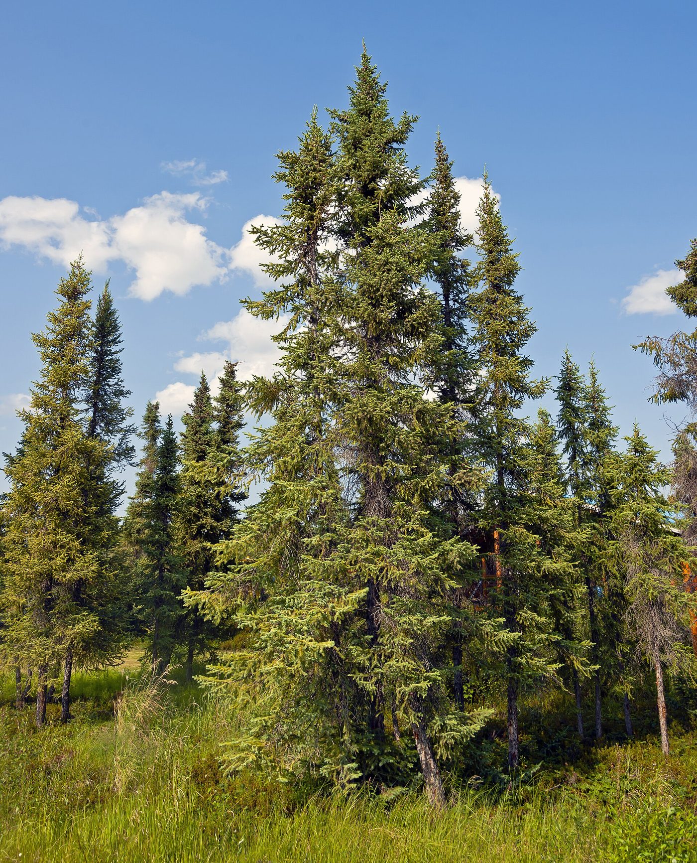 Black spruce (Picea mariana (Mill.) B.S.P.) wood and tree photograph