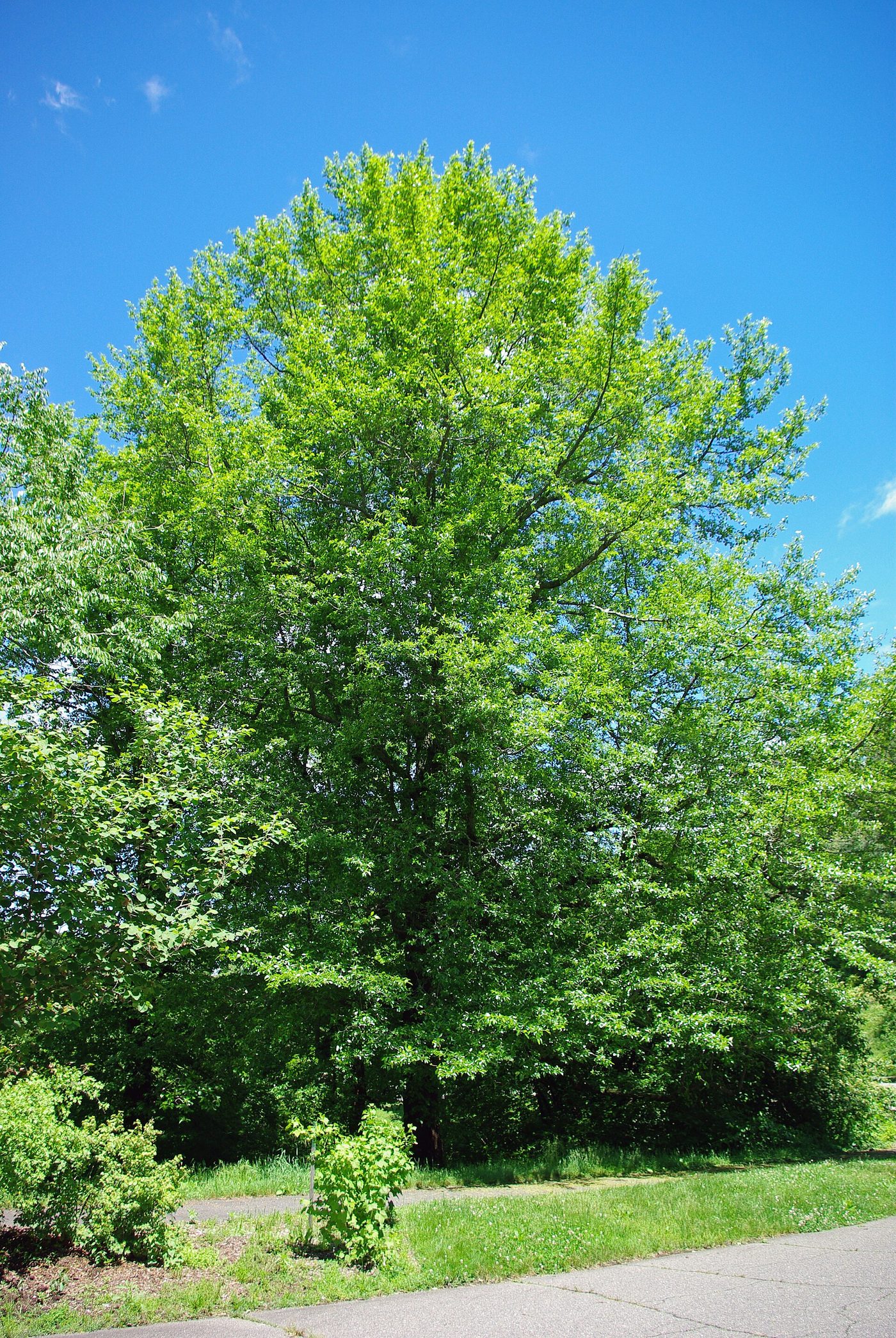 Black Tupelo (Nyssa sylvatica) wood and tree photograph