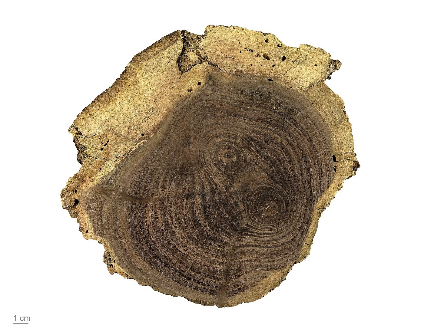 Black Walnut (Juglans nigra) wood and tree photograph