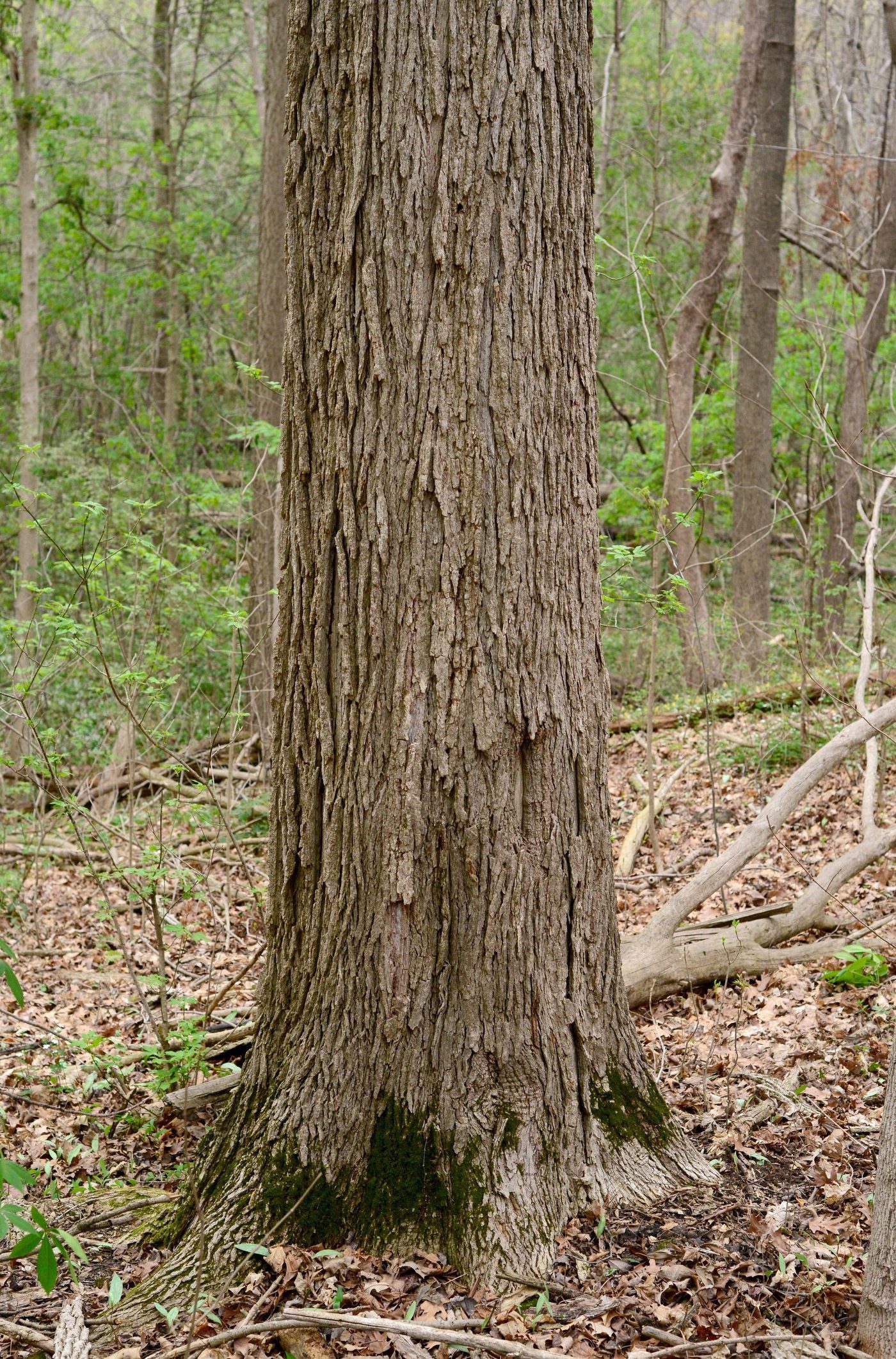 Blue Ash (Fraxinus quadrangulata) wood and tree photograph