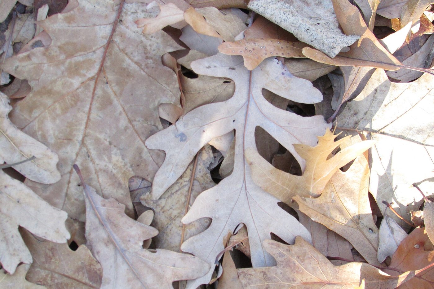 Bur Oak (Quercus macrocarpa) wood and tree photograph