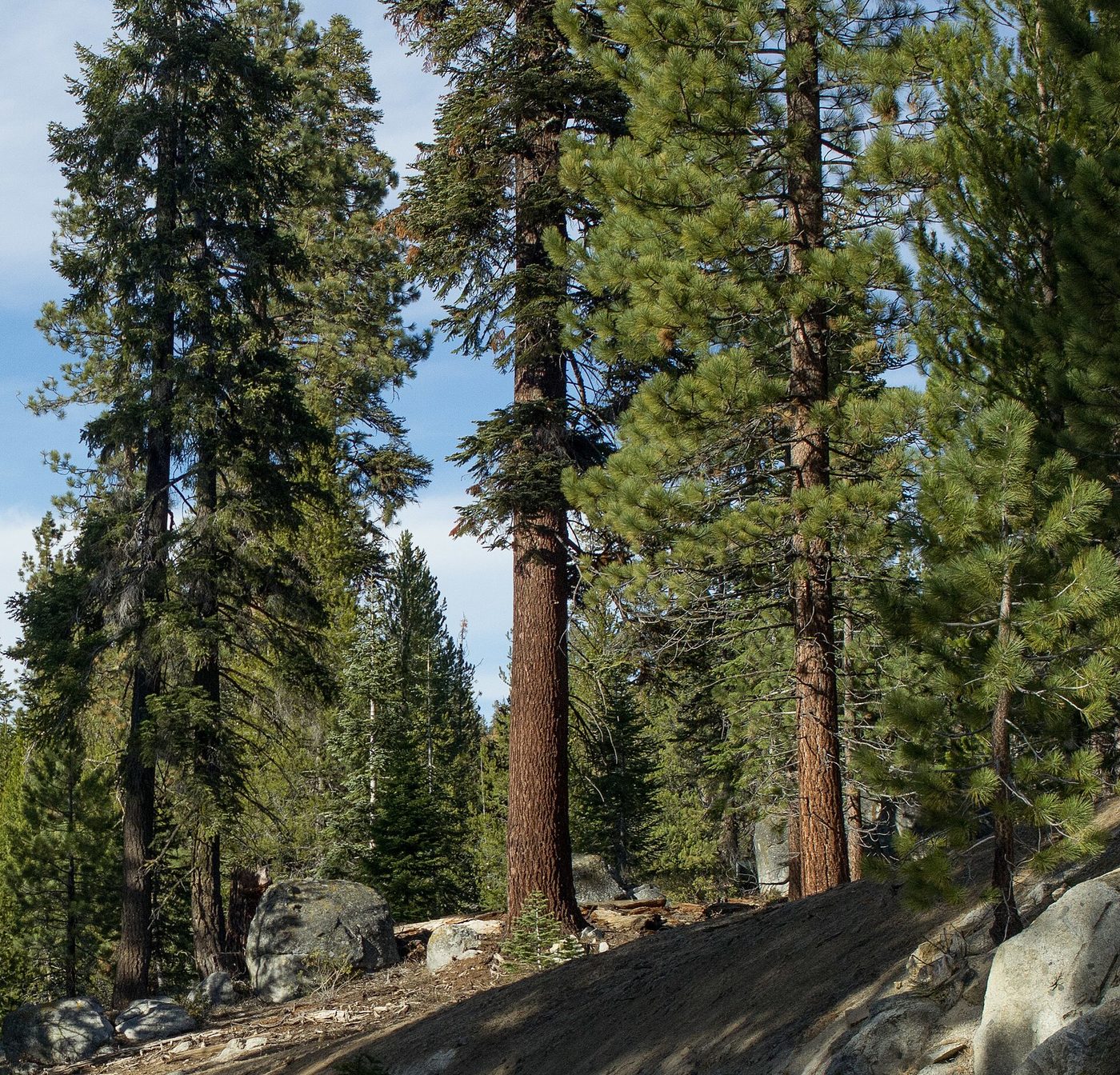 California Red Fir (Abies magnifica A. Murr.) wood and tree photograph