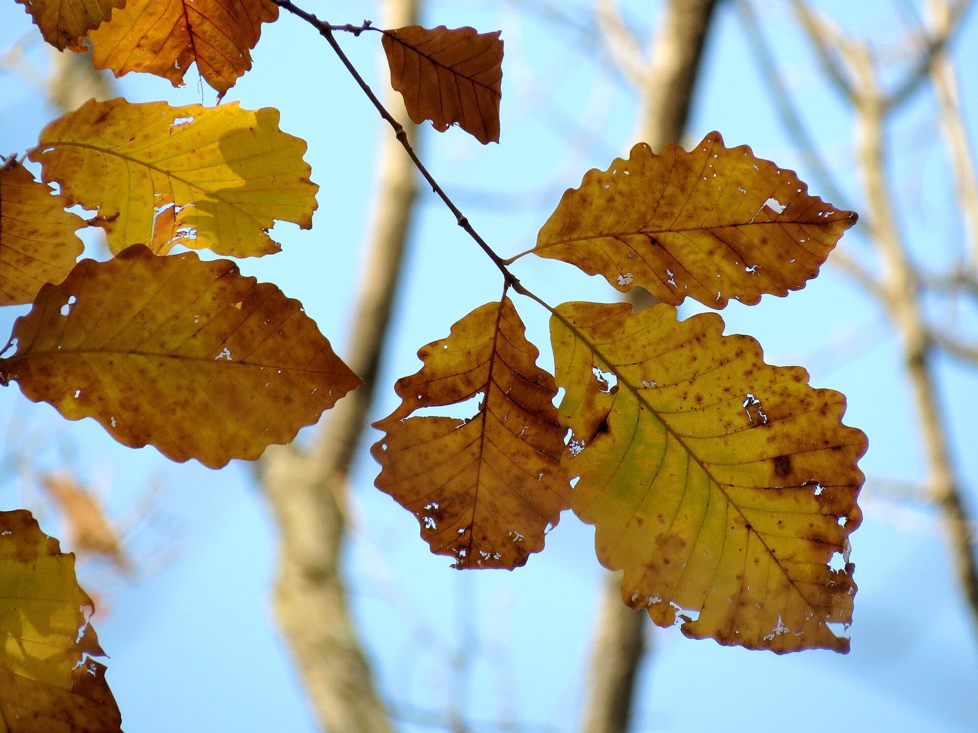Chestnut Oak (Quercus montana) wood and tree photograph