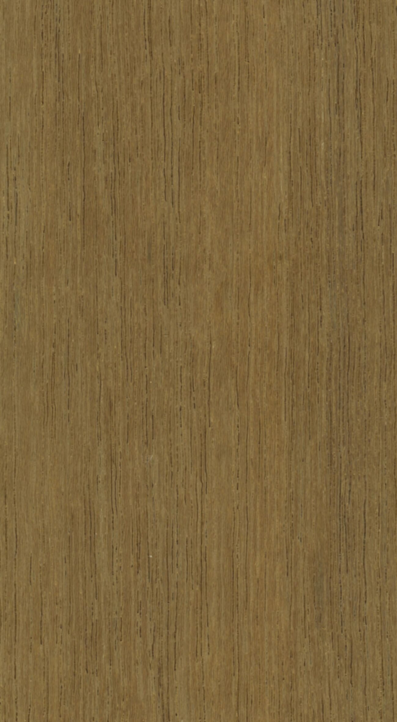 Dark red meranti (Shorea spp.) wood and tree photograph