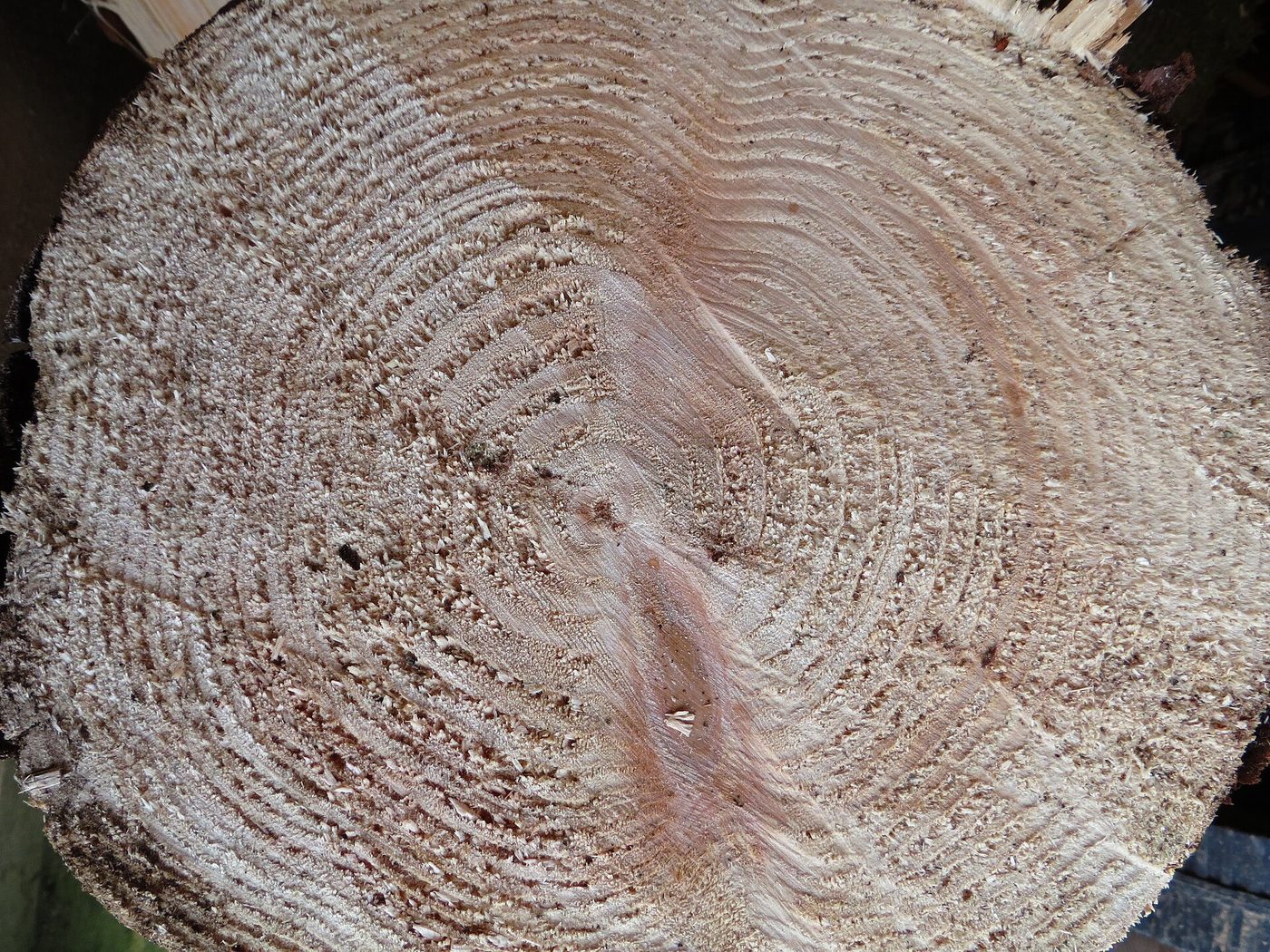Douglas-fir (Pseudotsuga menziesii (Mirb.) Franco) wood and tree photograph