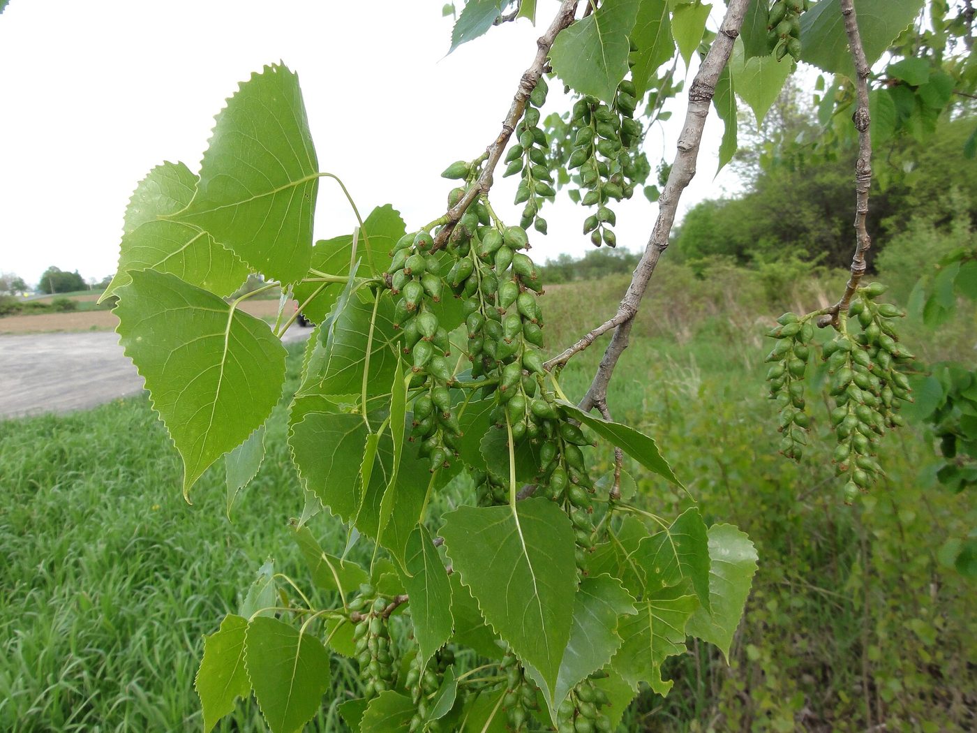 Eastern Cottonwood (Populus deltoides) wood and tree photograph