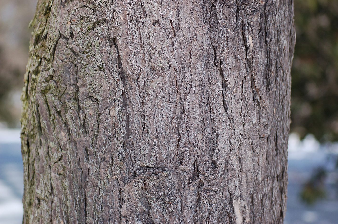 Eastern Hemlock (Tsuga canadensis (L.) Carr.) wood and tree photograph