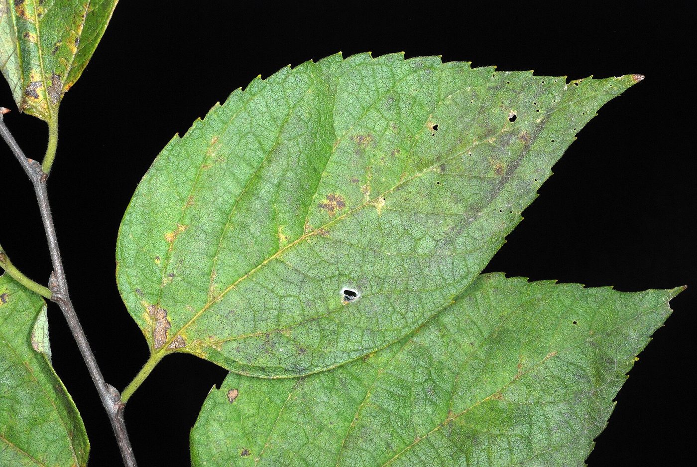 Hackberry (Celtis occidentalis) wood and tree photograph