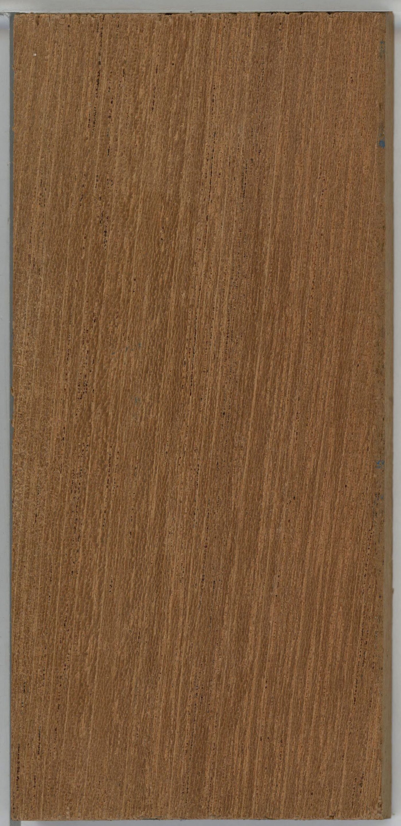 Honduran mahogany (Swietenia macrophylla) wood and tree photograph