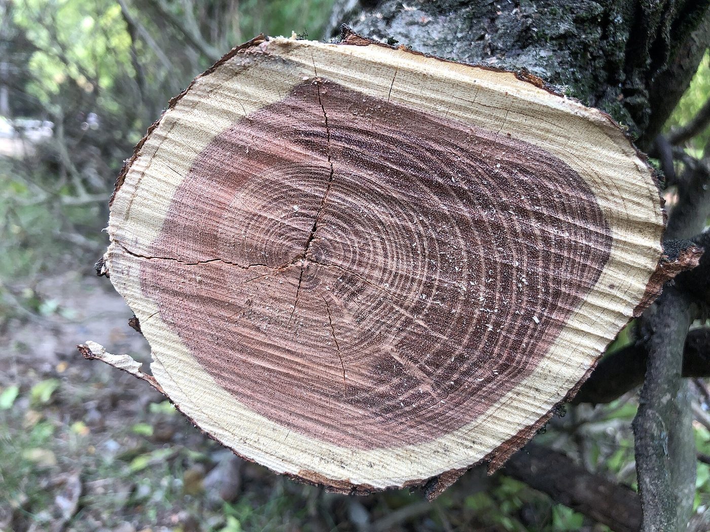 Honey Locust (Gleditsia triacanthos) wood and tree photograph