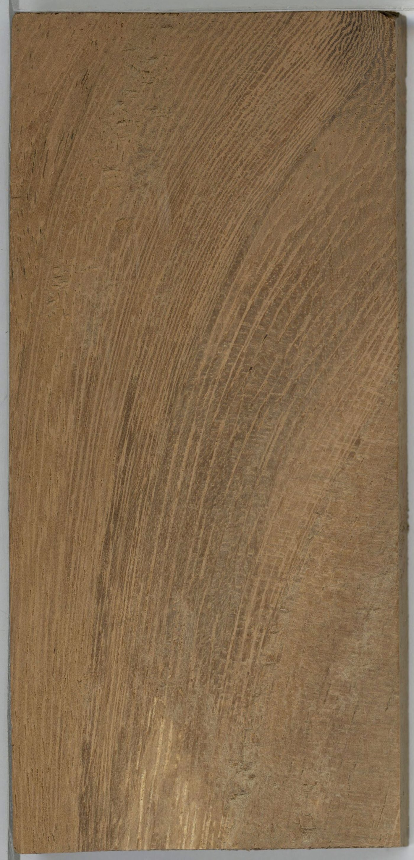 Iroko (Chlorophora spp.) wood and tree photograph