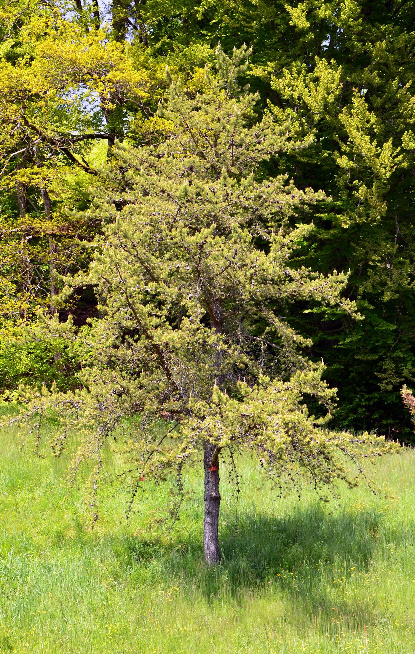 Jack pine (Pinus banksiana Lamb.) wood and tree photograph